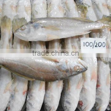 Frozen Croaker