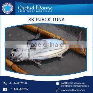 Fresh Frozen Hihh Quality Skipjack Tuna Whole Round Frozen Tuna Fish for Sale