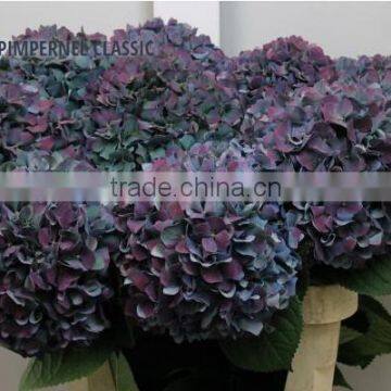 HYDRANGEA PIMPERNEL CLASSIC