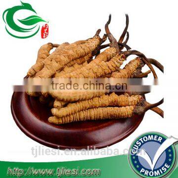 supply cordyceps aweto not extract