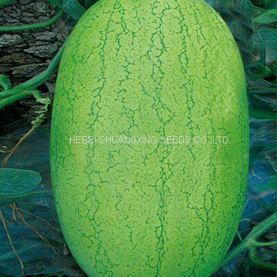 SHUANGXING f1 Big Hybrid Watermelon Seeds Outdoor Grown photo-2