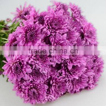 Fresh color antique various fresh chrysanthemum