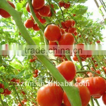 2012 Tomato Paste photo-3