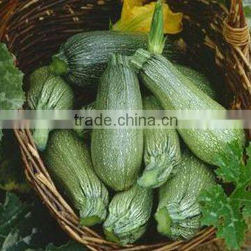 Planting hybrid long squash seeds f1