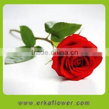 Fresh cut rose plants