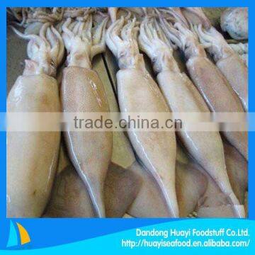 frozen squid seafood