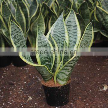 Sansevieria into a mother-in-law can blossom each year