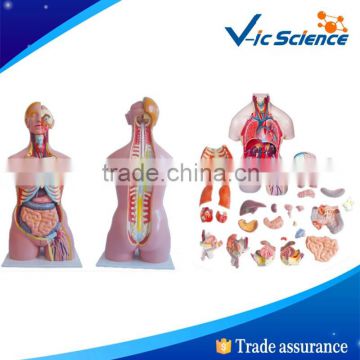 High quality plastic medical teaching torso and medical models for teaching aids