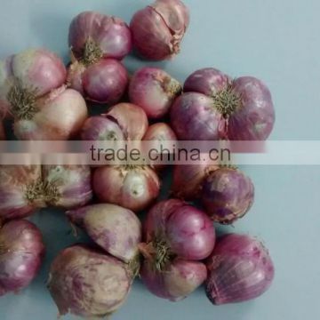 Cost of Pure Janda Onion