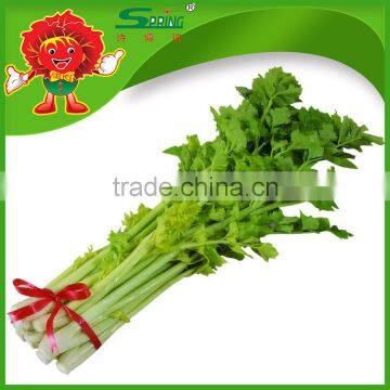 Celery cabbage best Chinese type low price on sale