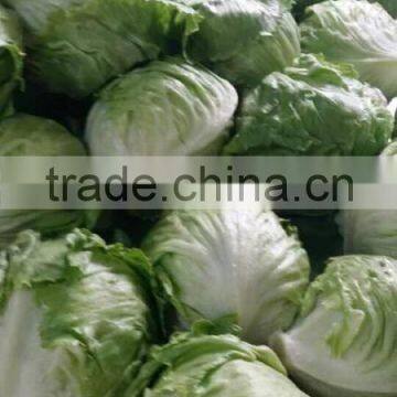 Fresh Lettuce for Sale Good Quality photo-2