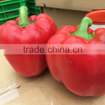 DALAT FRESH CAPSICUMS / BELL PEPPER +84963818434 whatsapp