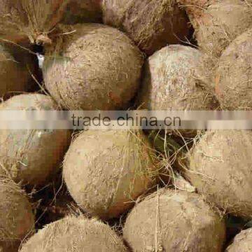 Reliable and trustworthy Coconut supplier