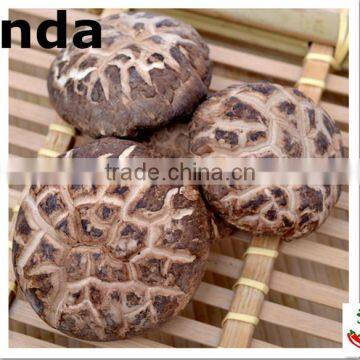 2015 Chines new crop shiitake mushroom ,Top nutrition Tea flower mushroom