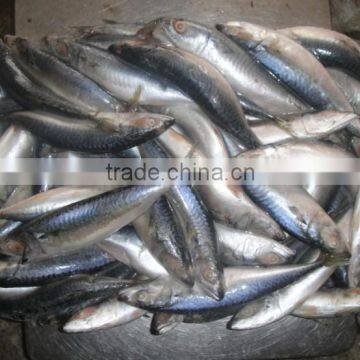 mackerel scomber scombrus