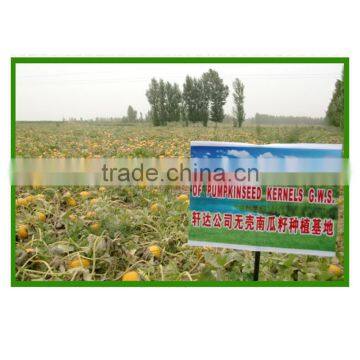 Wholesale Chinese Organic Pumpkin Seeds Without Shell Grade AAA photo-6