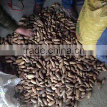 RAPHIA HOOKERI photo-3