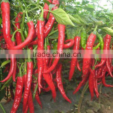 Best selling vegetable seeds in China strong resistance good commodity red pepper seeds