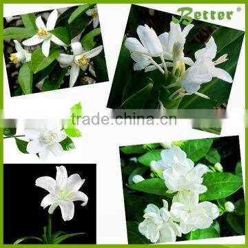 EC30 Jasmine Essential Oil Distillation Equipment on Sale photo-5