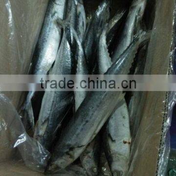 spanish mackerel with 200-300g