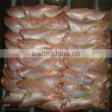 the importer dried fish