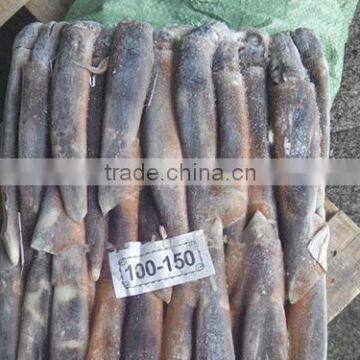 2016 Grade A Frozen Illex Squid 150g-200g for Sale photo-2