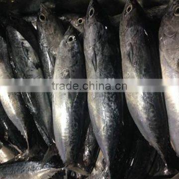 Bonito tuna (Auxis Tapeionsoma)