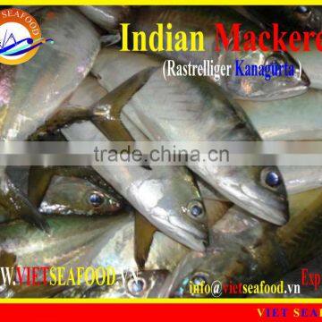 FROZEN W/R INDIAN MACKEREL photo-4