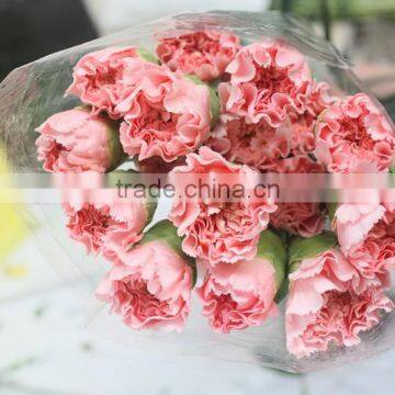 Fresh Cut Flowers Pink Carnation Flowers With Long Stem Length For Mother's Day