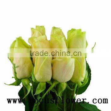 Newest fresh cut roses happy valentine rose vendela rose with 0.8_1.2kg/bundle from china alibaba kenya