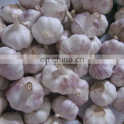 New Crop 2020 Delicious Fresh Garlic White Peeled Super Garlic photo-4
