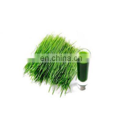 200-300 Mesh Barley Grass Juice Powder photo-2