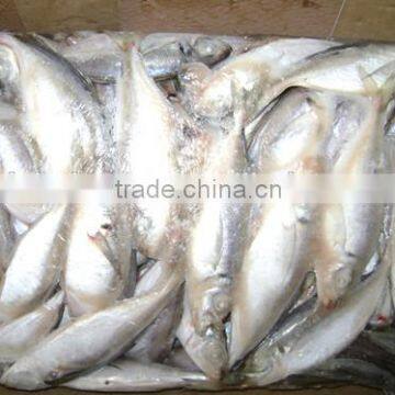 Landing Frozen Jack Mackerel for market 70-90 g