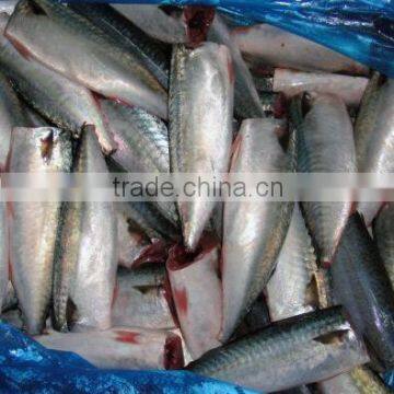 export HGT frozen pacific mackerel