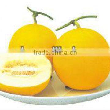 SY round shape white meat hybrid melon seeds