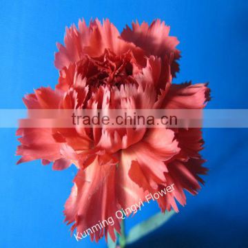 Fresh cut flowers China carnation