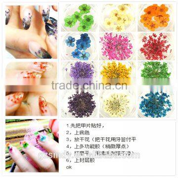 Hot Sell Nail Art Natural Dried Flowers for Nail Art Decoration,nail Accessory ZX:GH747