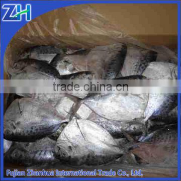 import export seafood fish frozen moonfish whole round