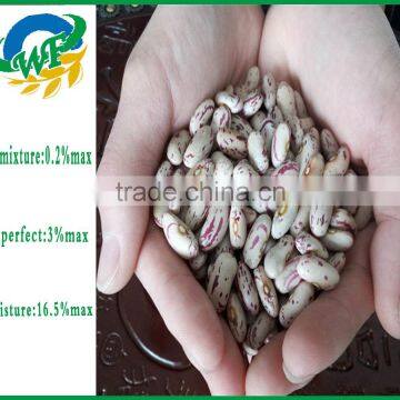Chinese Light Speckled Kidney Beans for Europ photo-3