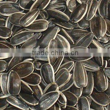 Sunflower Seeds 5009 photo-2