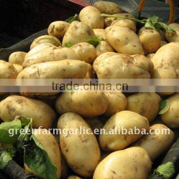 2011 christmas fresh holland potato(markdown sale)