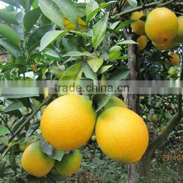 2012 New Crop Navel Orange