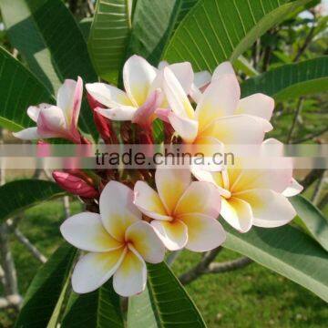 Yellow Flowers Plumeria Rubra L. Cv. Acutifolia