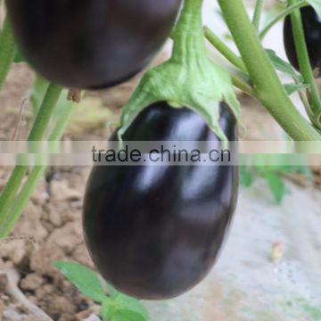 E20 Wangwang no.8 mid-early maturity hybrid eggplant seeds