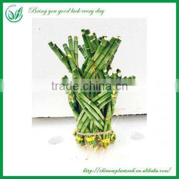 Dragon Tower Shaped Braided Lucky Bamboo