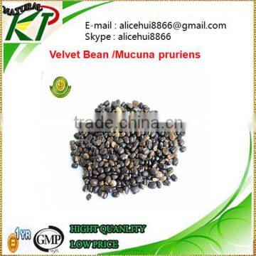 Male Erection Velvet Bean /Mucuna pruriens