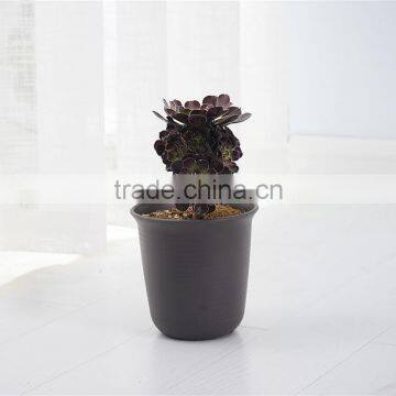 Plastic Round Resin succulent Plant Pot/Cactus Plant Pot Flower Pot