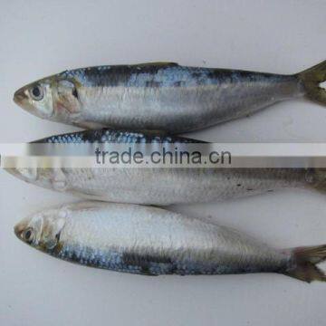 Frozen Sardines Whole Round With Cheap Price 100-150pcs /10kgs photo-2