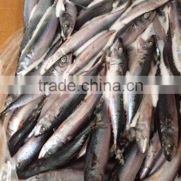 Quality frozen mackerel