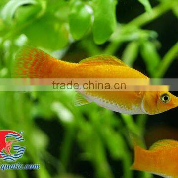 Snow White Sailfin Molly Fish for Freshwater Aquarium Tank
